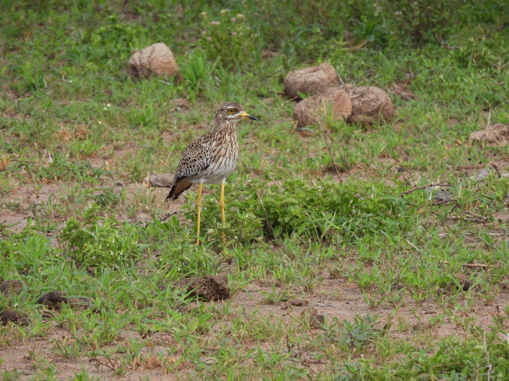 Spotted Thick-knee - ML570882351
