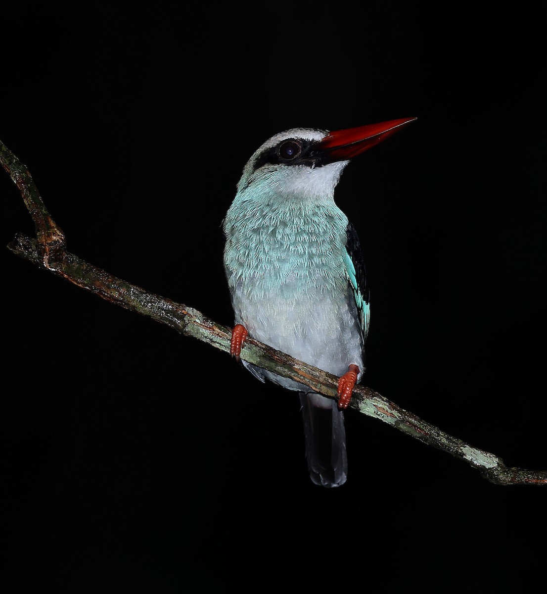 Blue-breasted Kingfisher - ML570882681