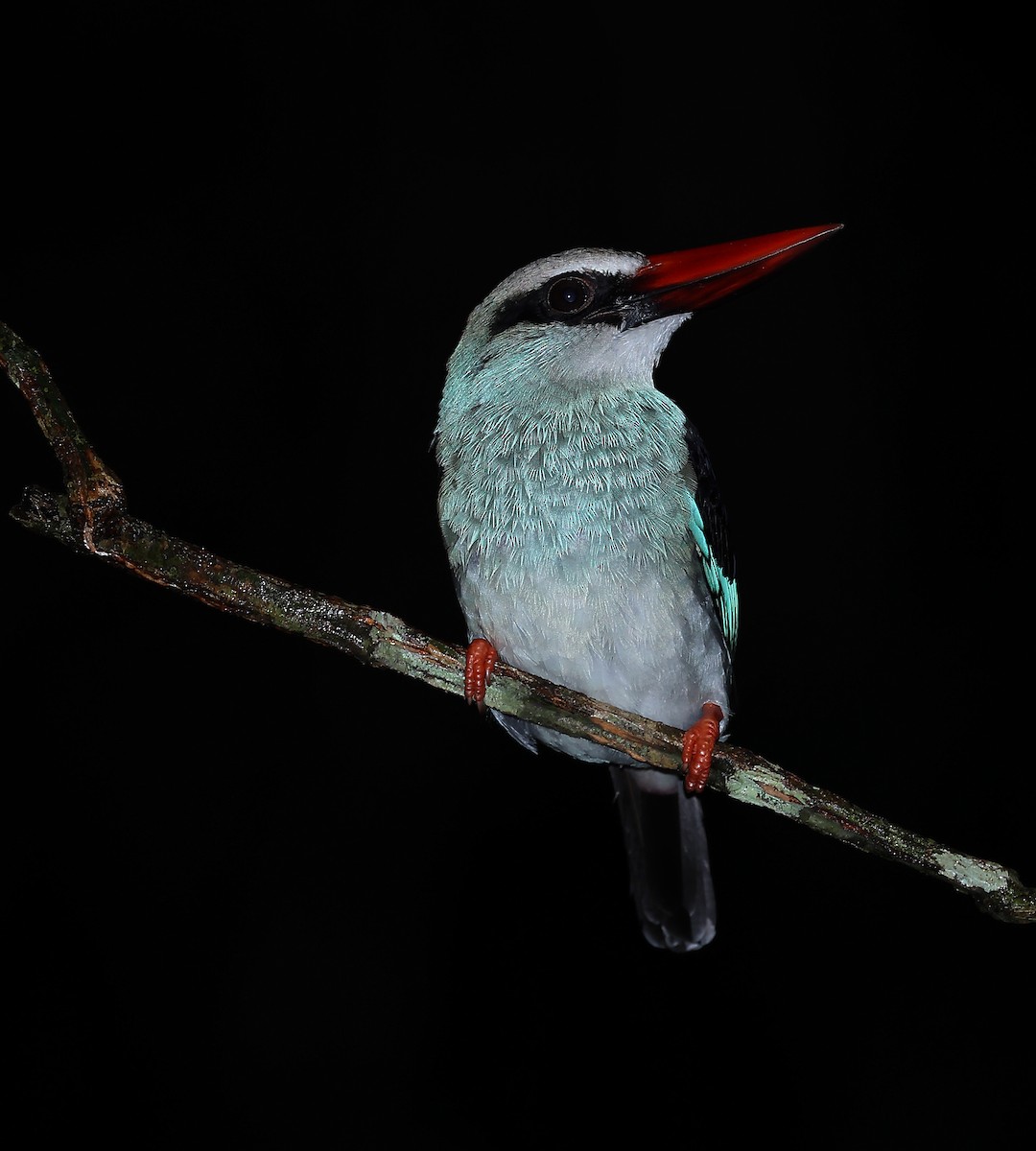 Blue-breasted Kingfisher - ML570882801