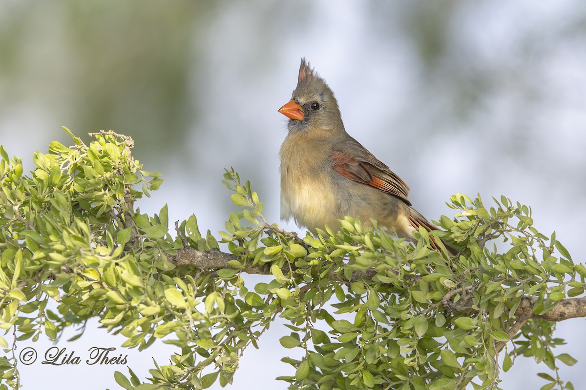 Northern Cardinal - ML570883061