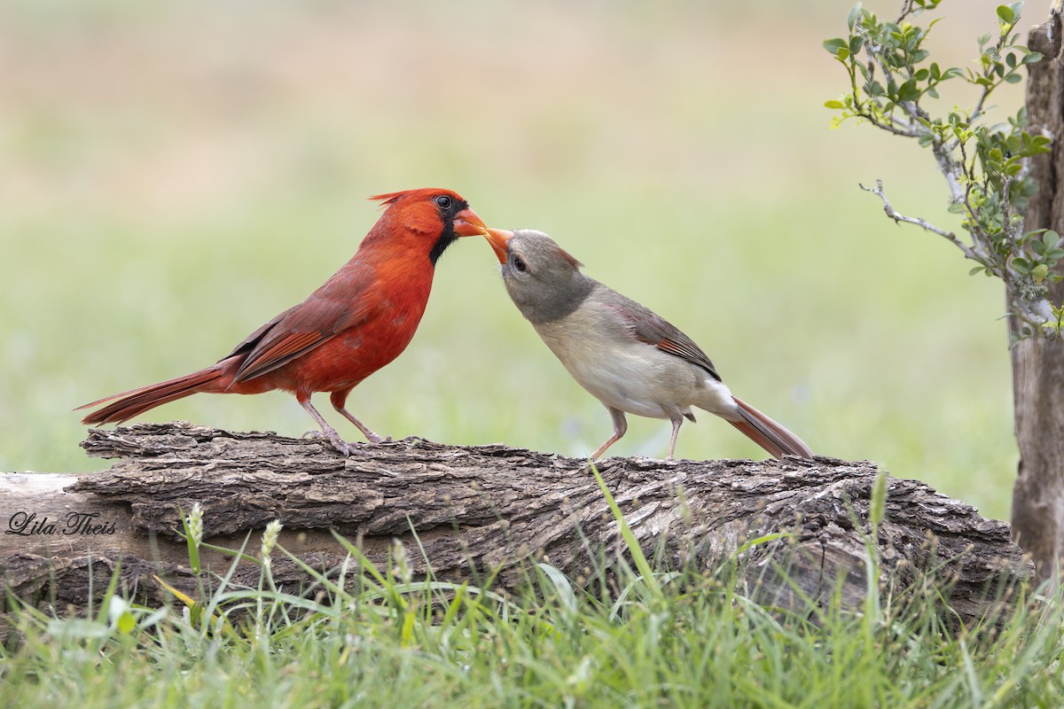 Northern Cardinal - ML570883071