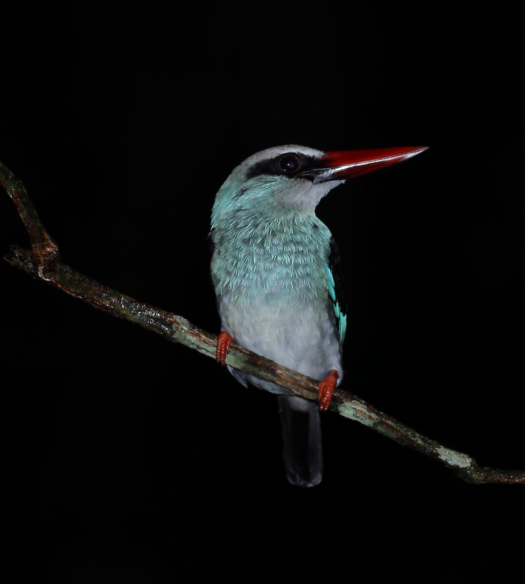 Blue-breasted Kingfisher - ML570883291