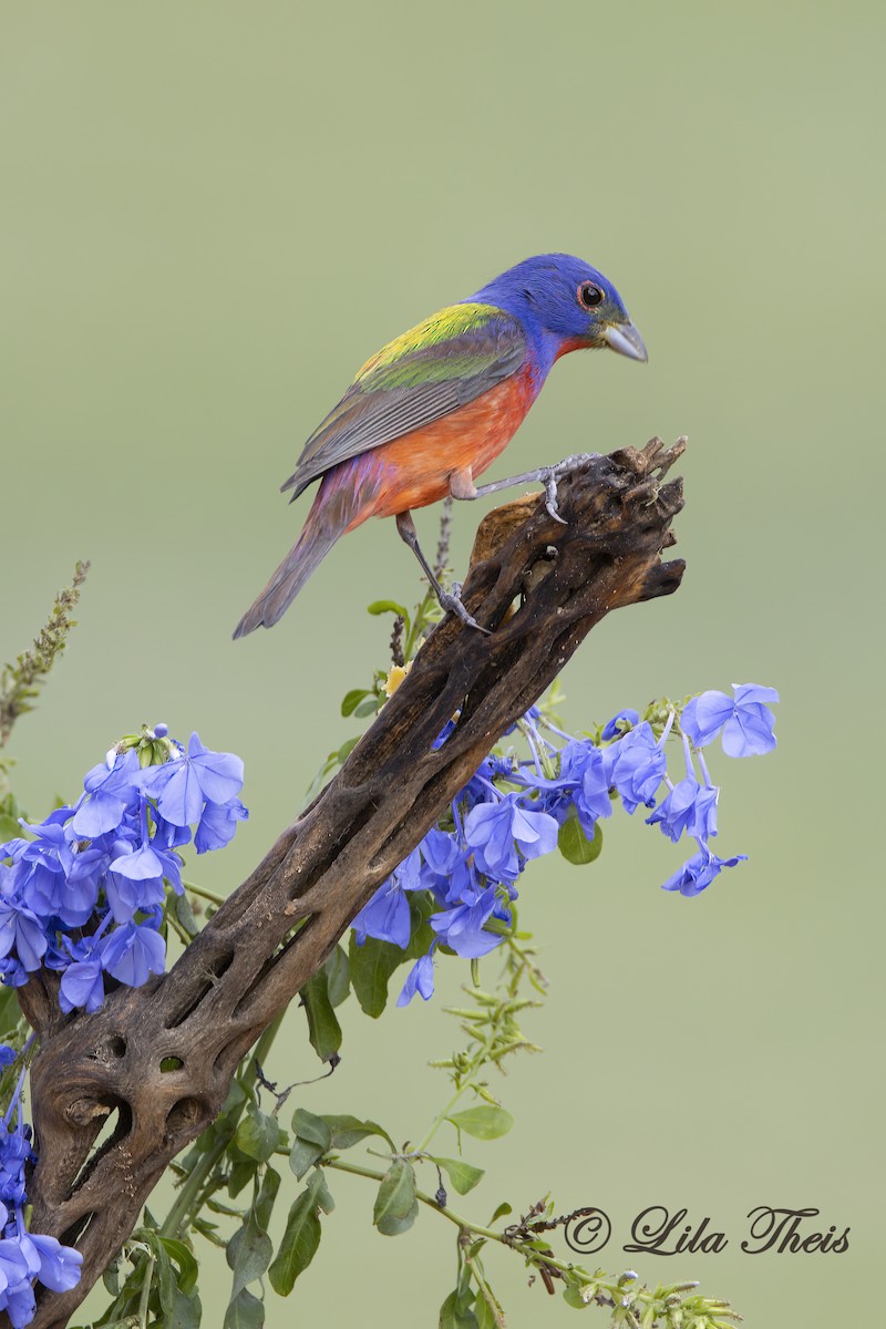 Painted Bunting - ML570883961