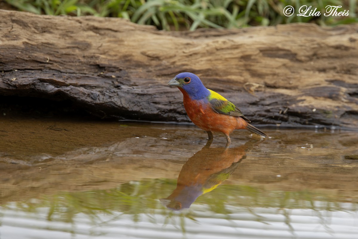Painted Bunting - ML570883991