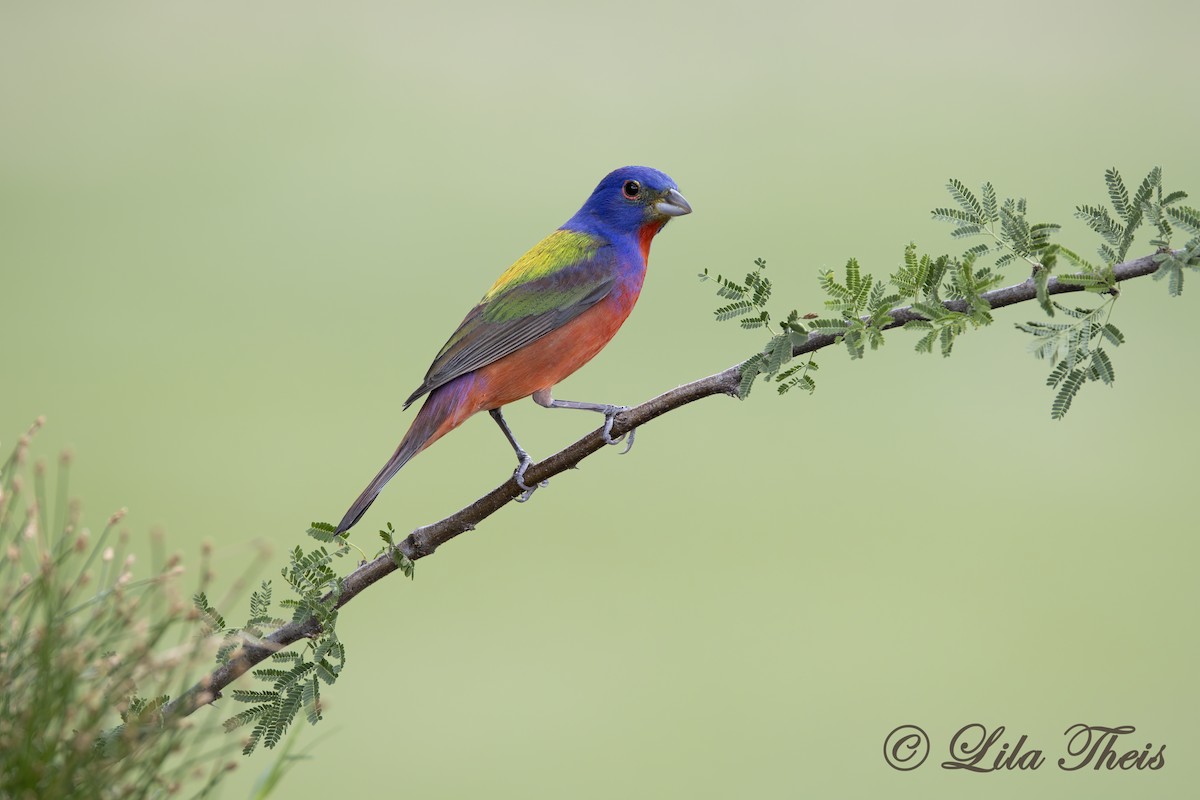 Painted Bunting - ML570884001