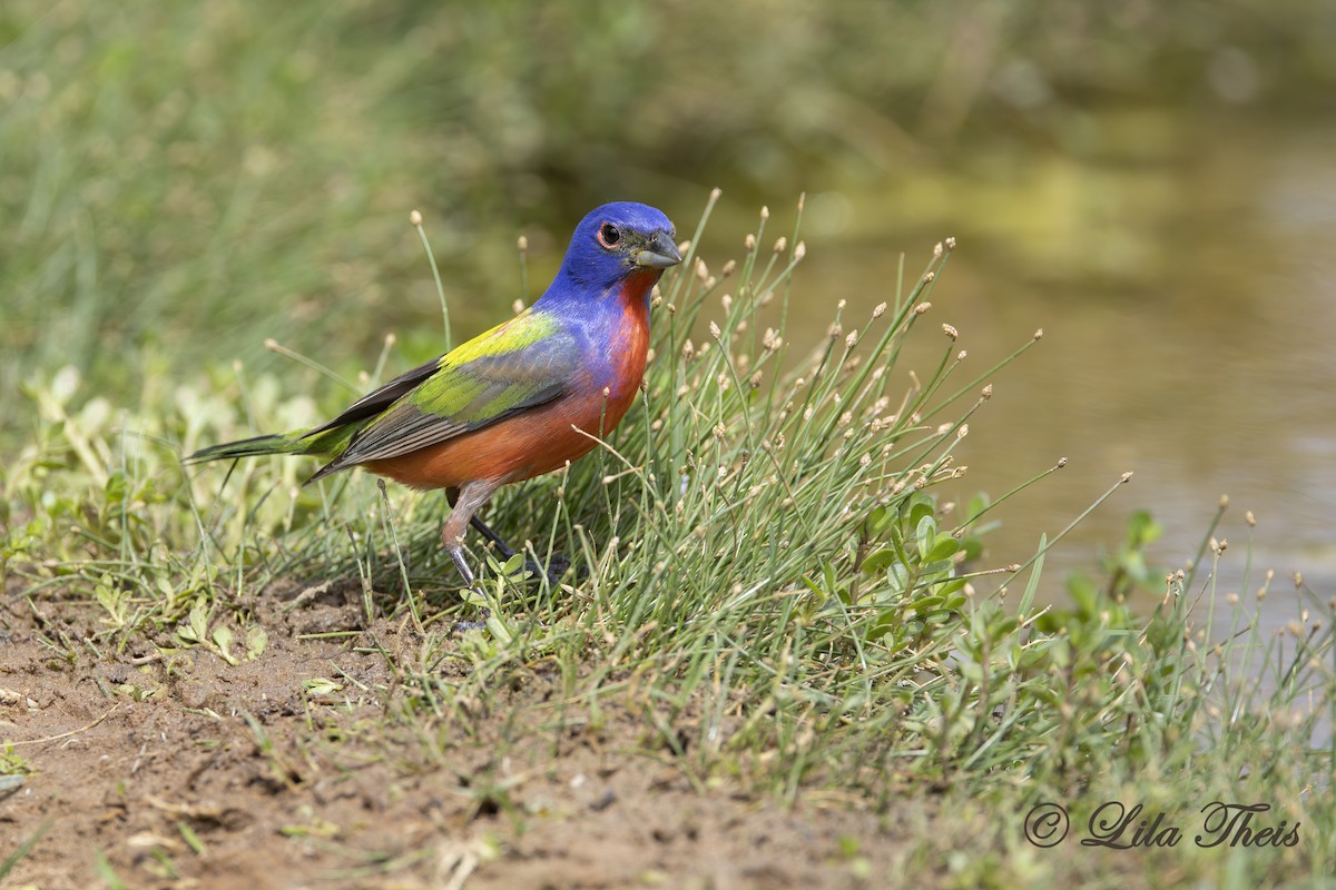 Painted Bunting - ML570884011
