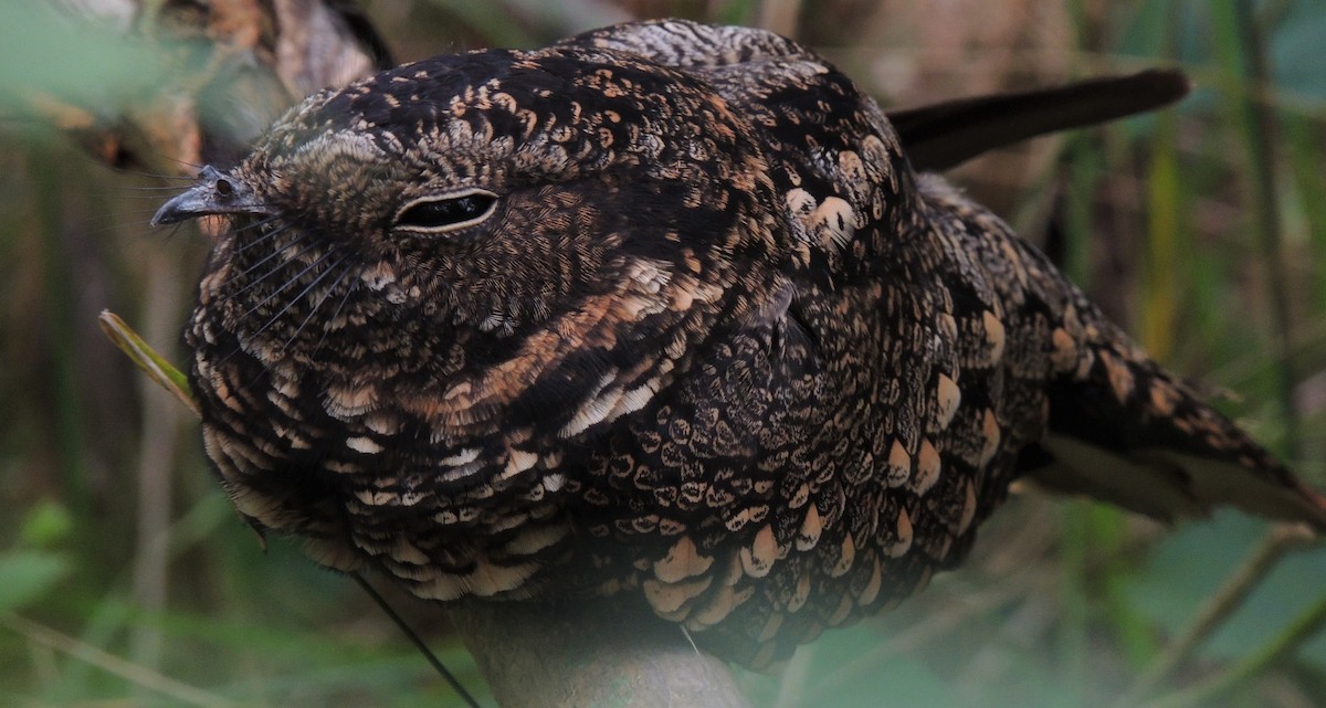 Band-winged Nightjar - ML570886181