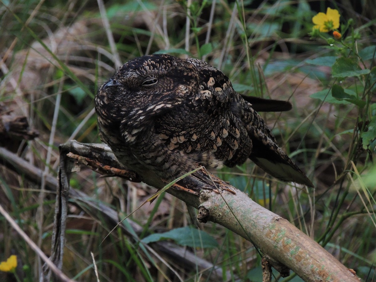 Band-winged Nightjar - ML570886221