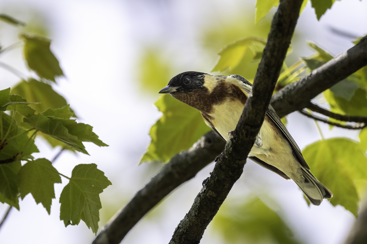 Bay-breasted Warbler - ML570887221