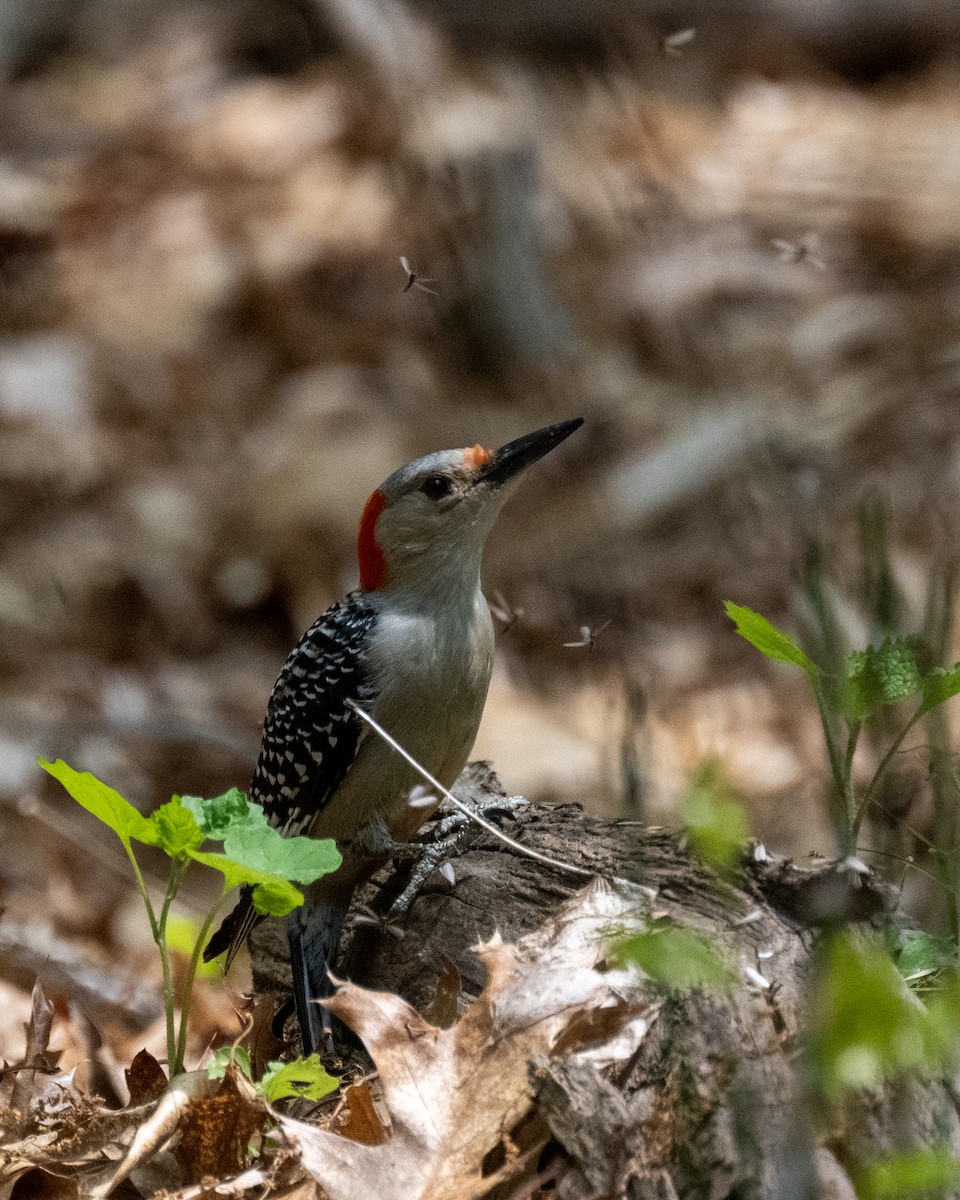 Red-bellied Woodpecker - ML570889321
