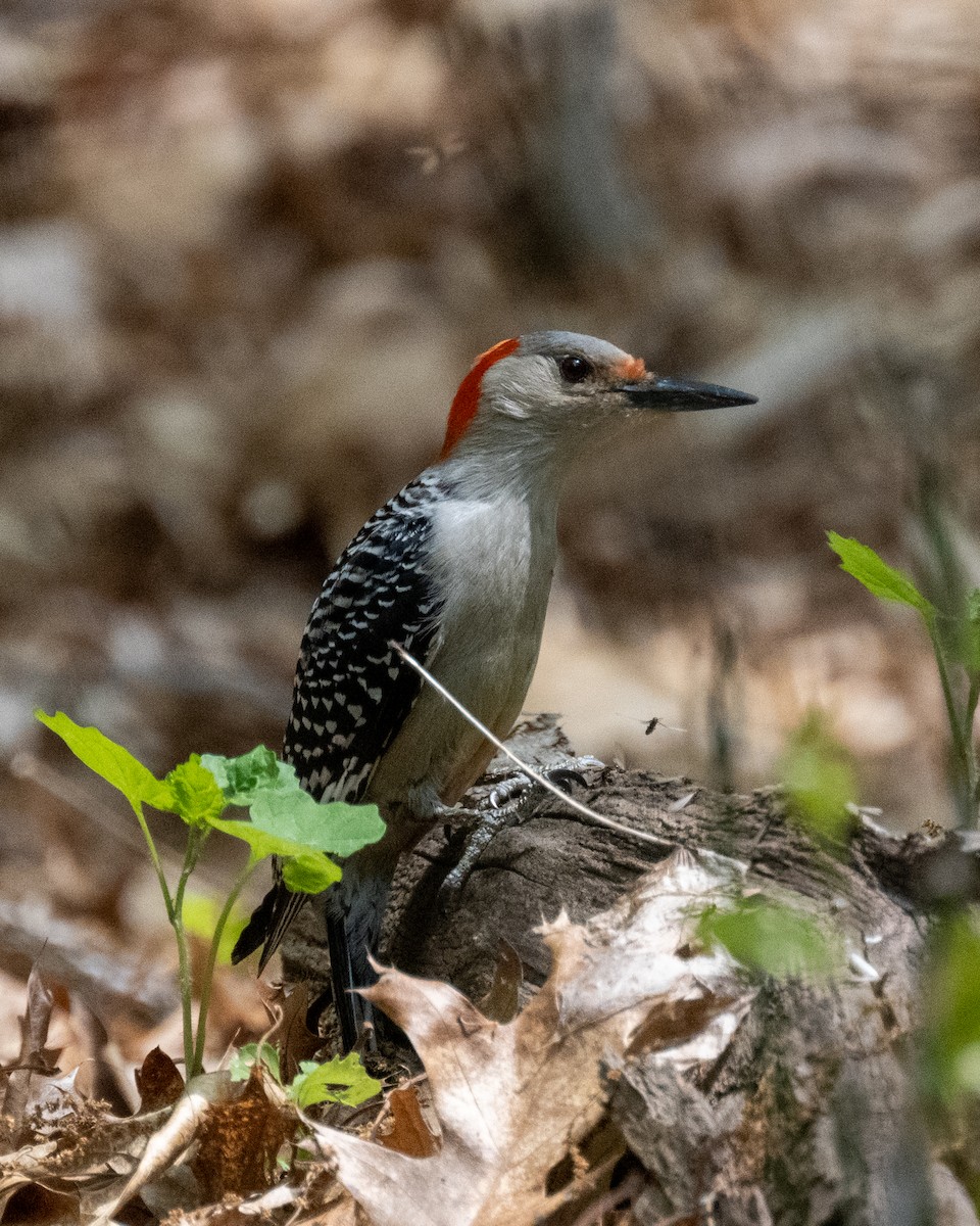 Red-bellied Woodpecker - ML570889351