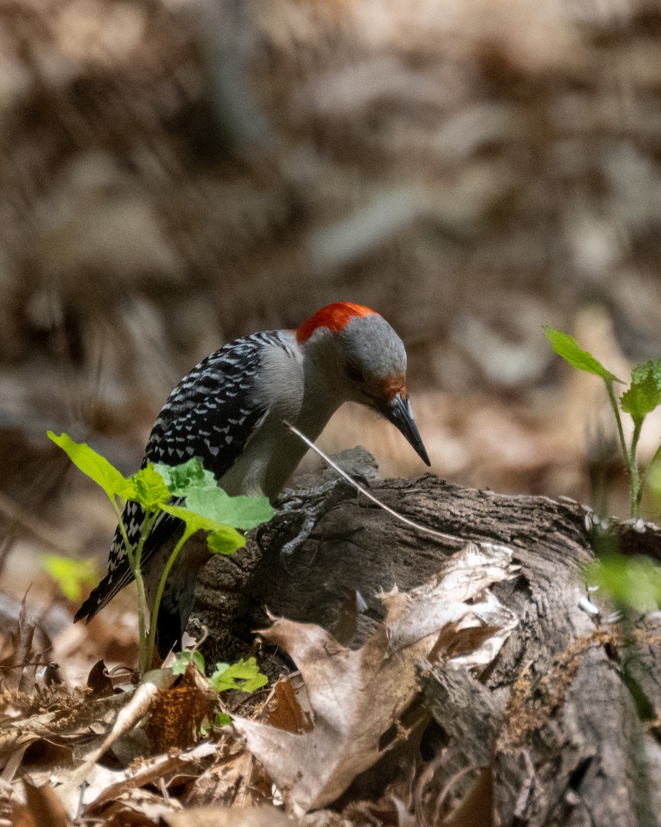 Red-bellied Woodpecker - Peter Rosario