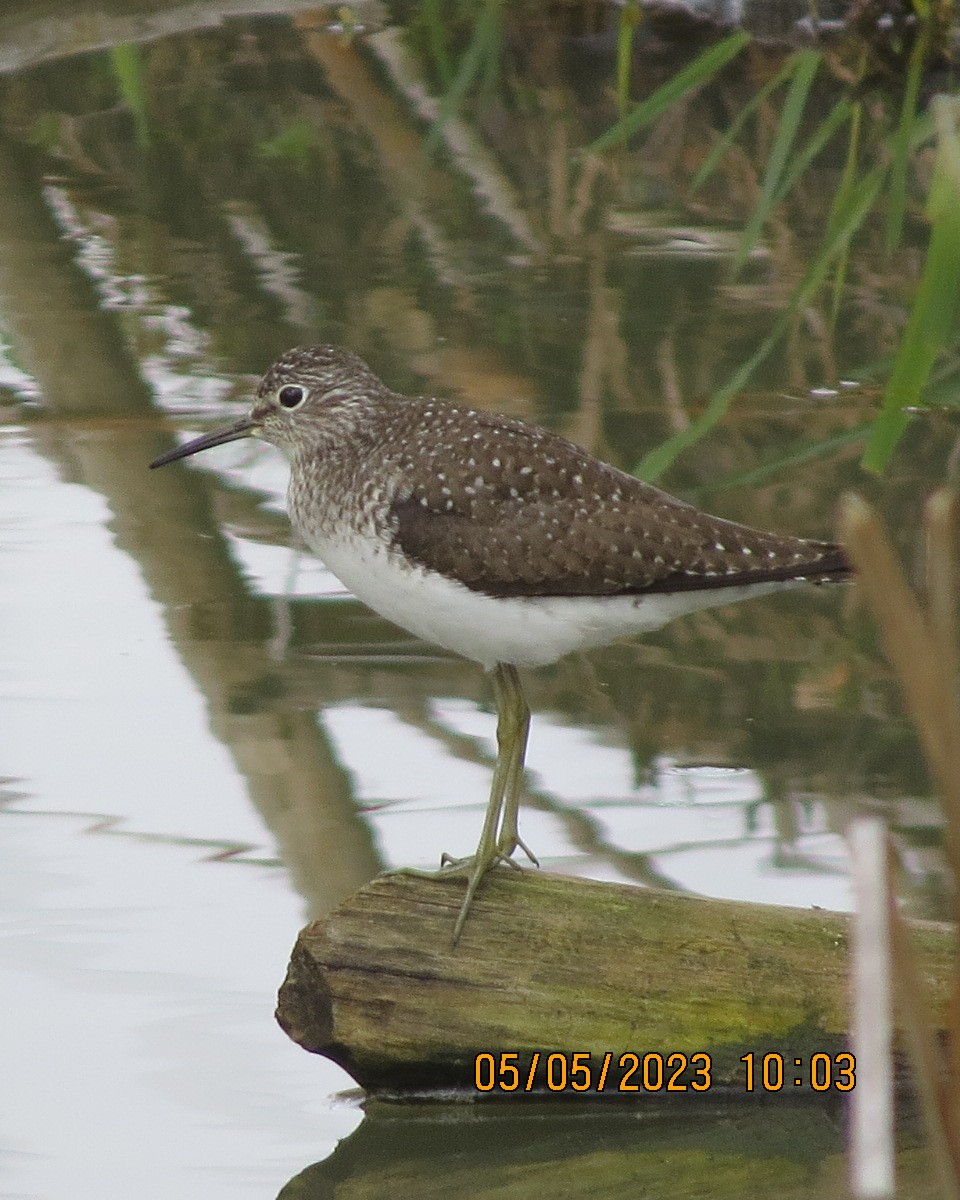 New York Breeding Bird Atlas Checklist 5 May 2023 Riverwalk Bike