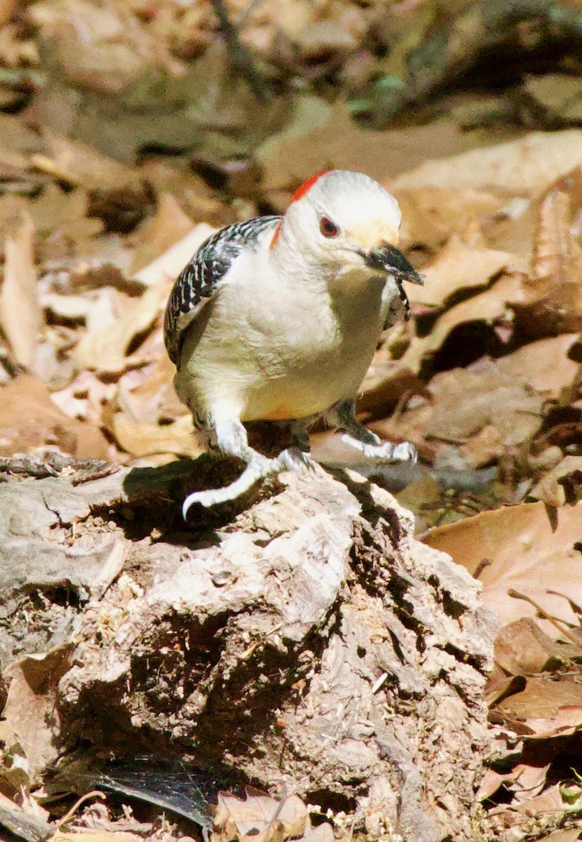 Red-bellied Woodpecker - ML570892091