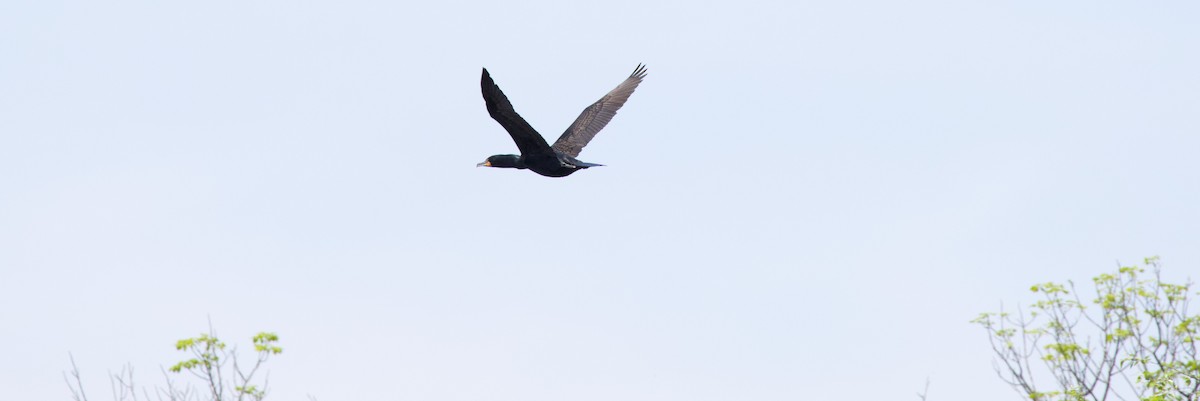Double-crested Cormorant - ML570892581