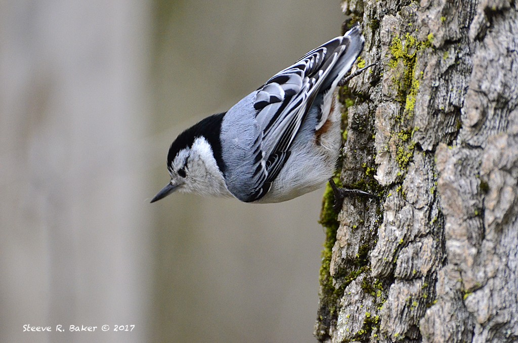 White-breasted Nuthatch - ML57089311