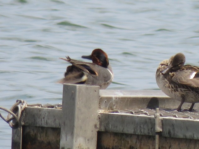 Green-winged Teal - ML570893741