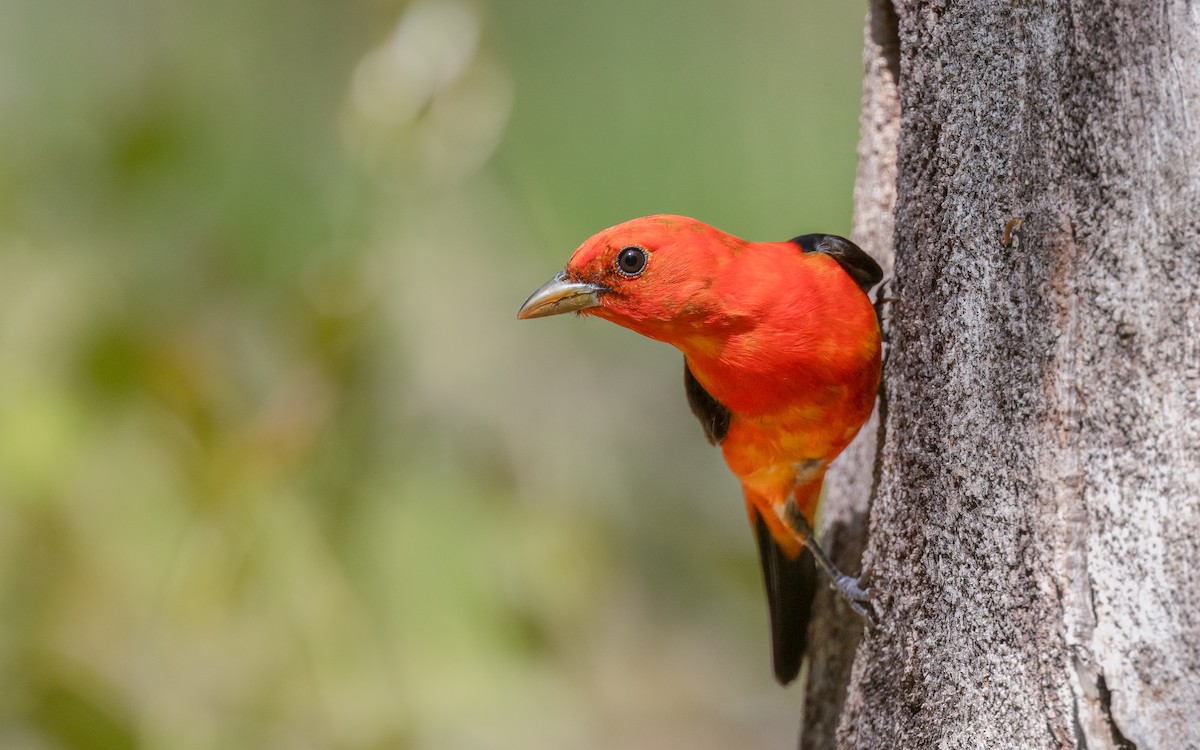Scarlet Tanager - ML570897681