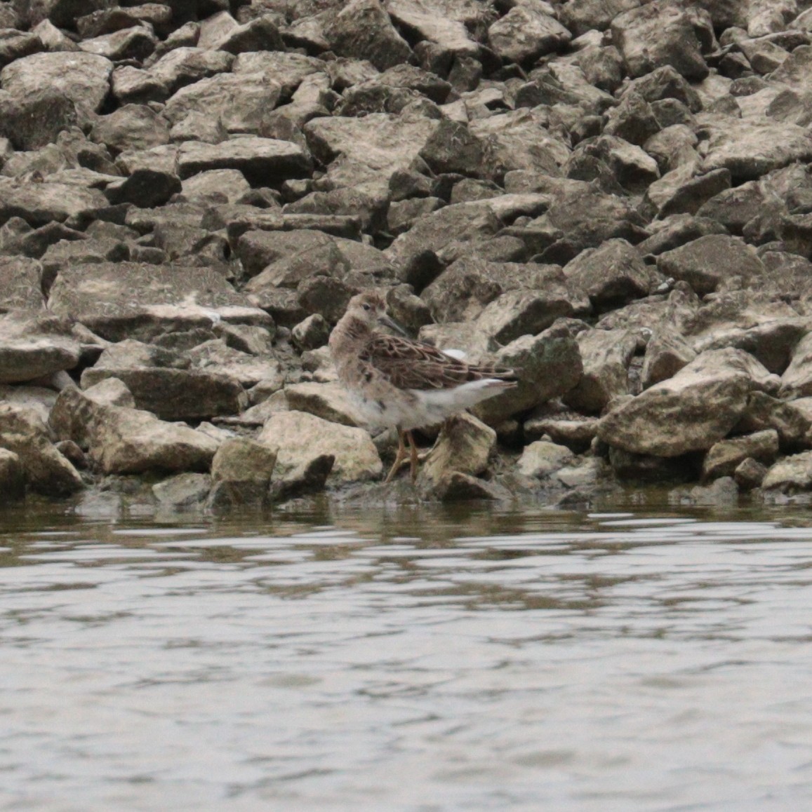 Ebird Checklist May Albany Wtp Species