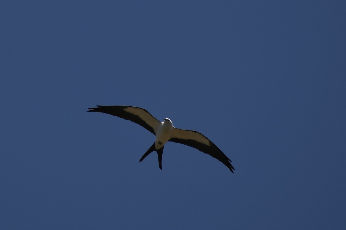 Swallow-tailed Kite - ML570899241