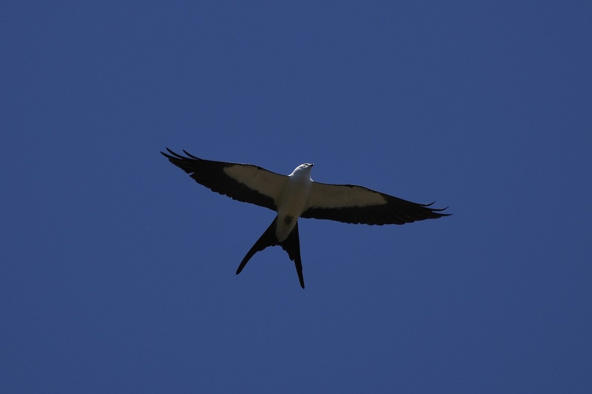 Swallow-tailed Kite - ML570899251