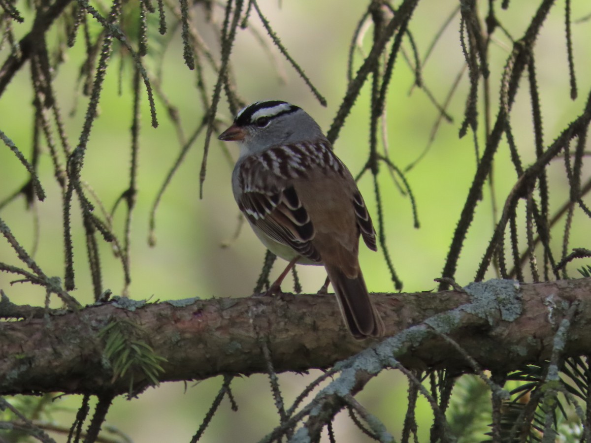 White-crowned Sparrow - ML570900291