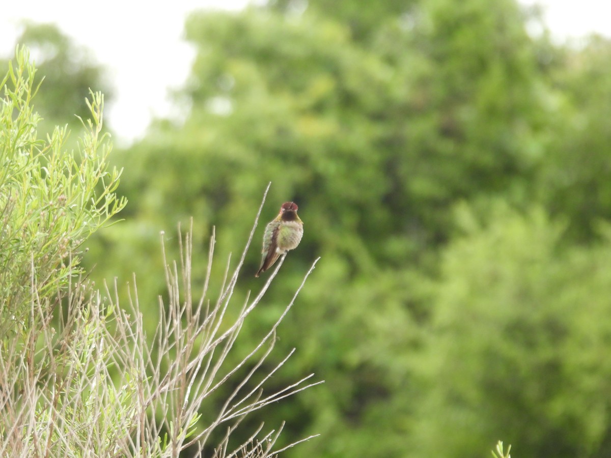 Anna's Hummingbird - ML570901001