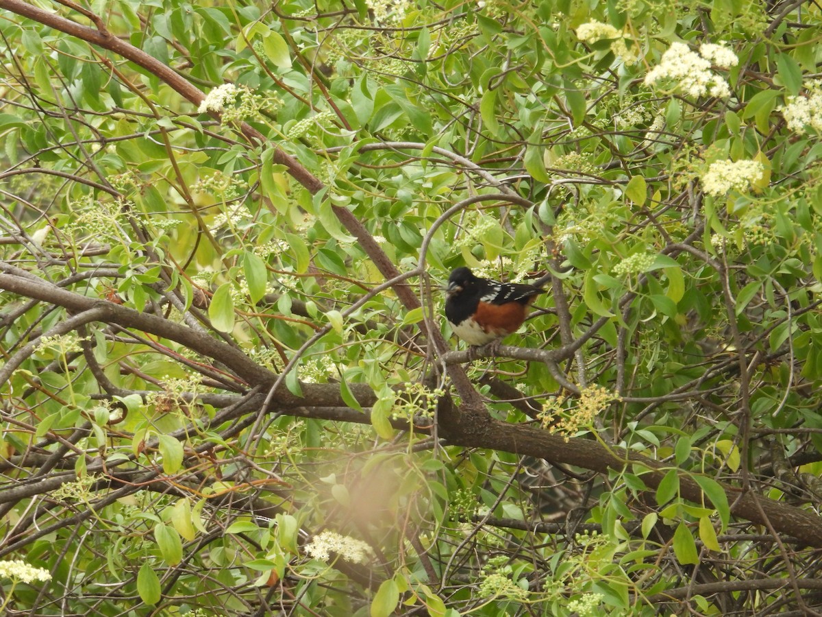 Spotted Towhee - ML570901341