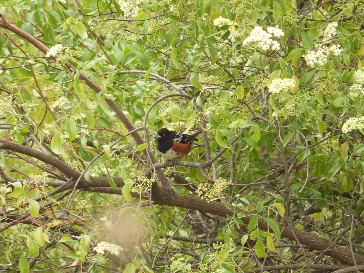 Spotted Towhee - ML570901351