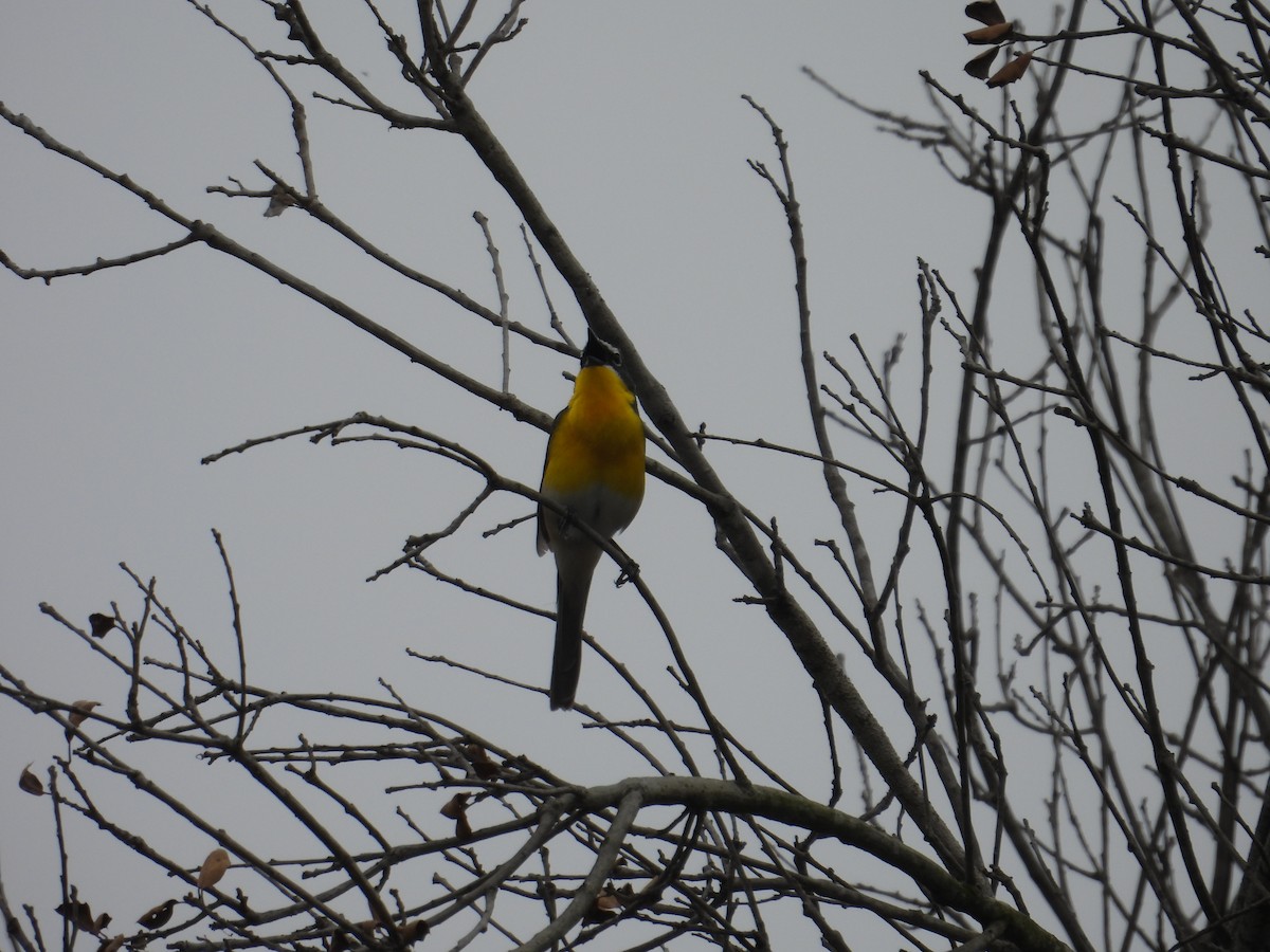 Yellow-breasted Chat - ML570902581