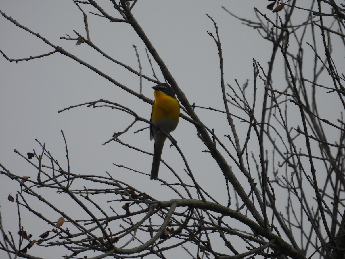 Yellow-breasted Chat - ML570902591