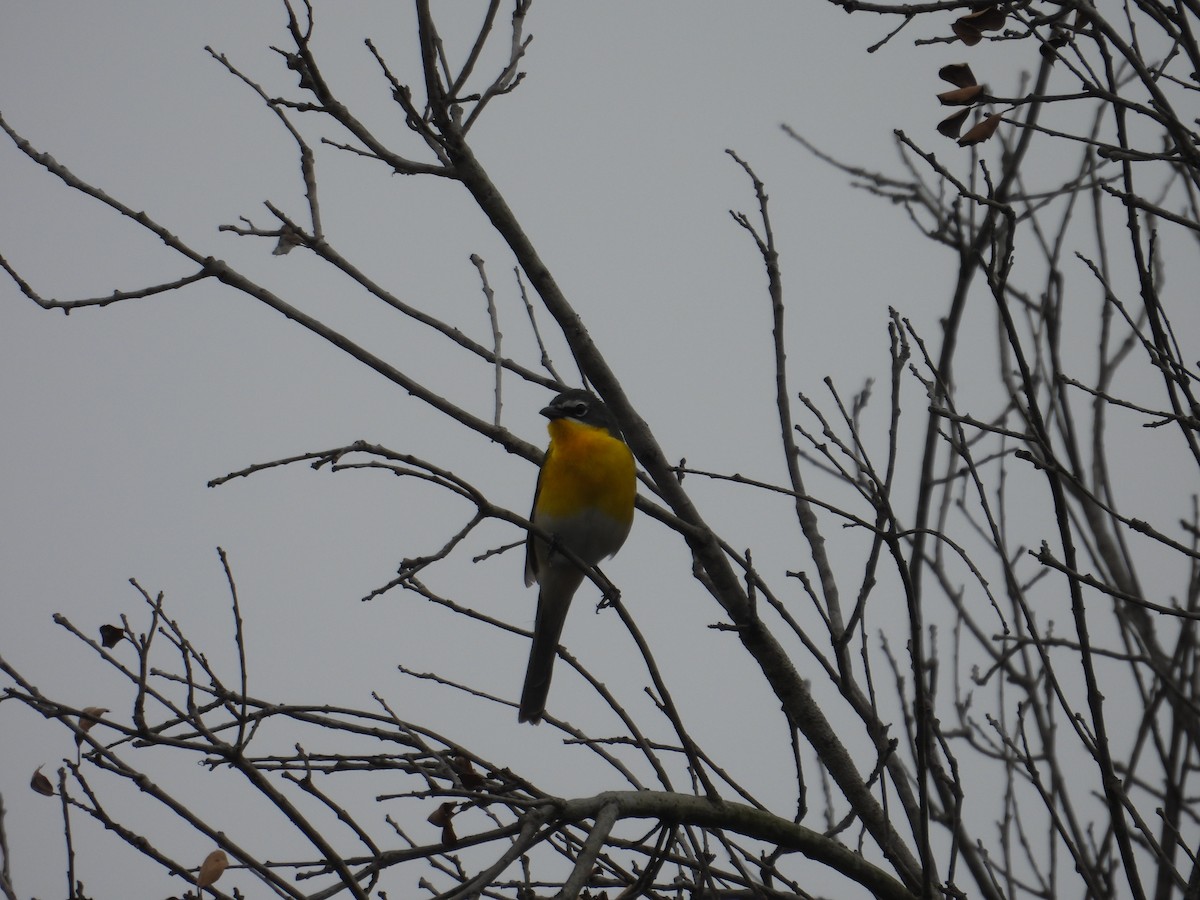 Yellow-breasted Chat - ML570902601