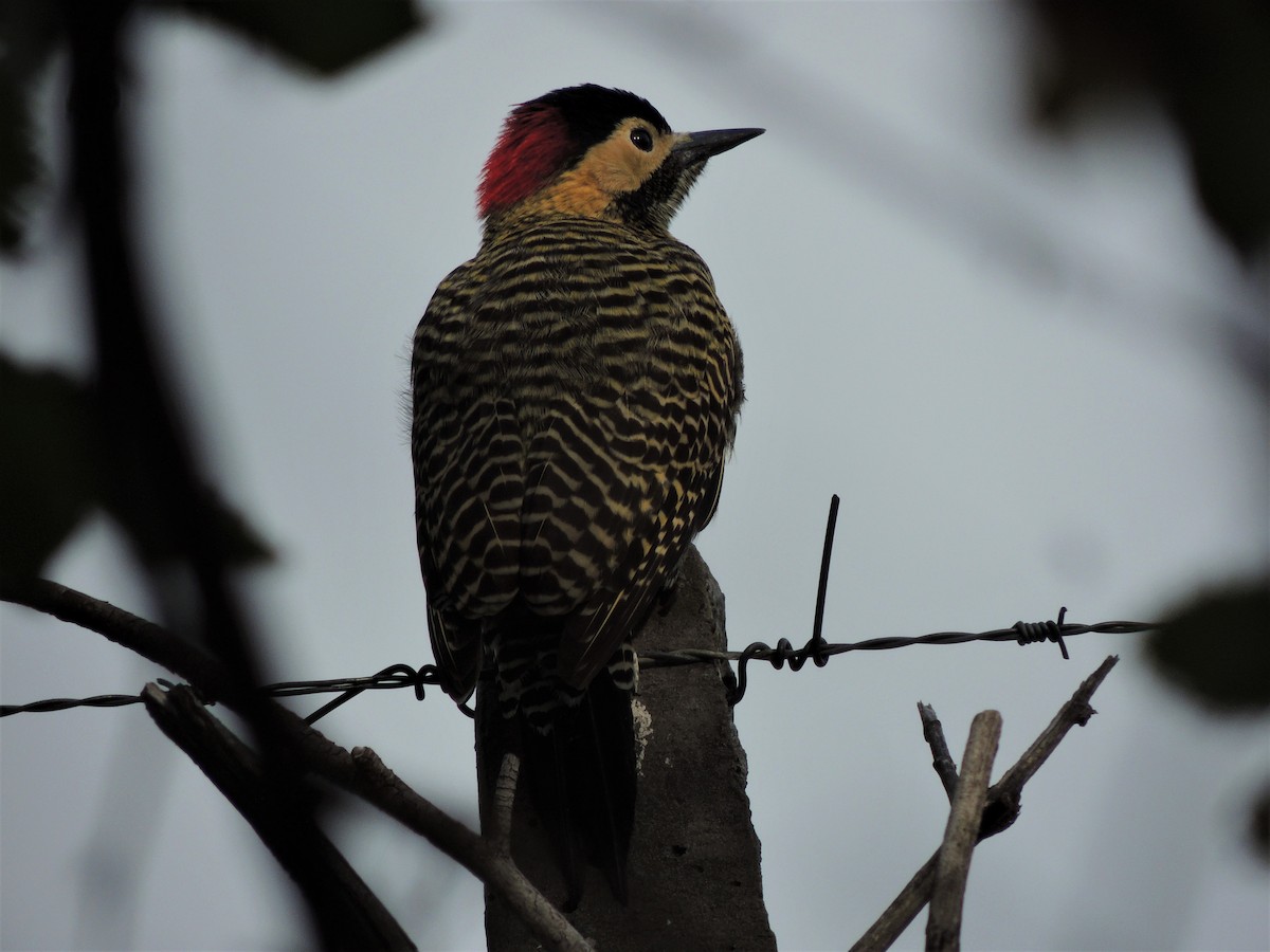 Green-barred Woodpecker - ML570903301