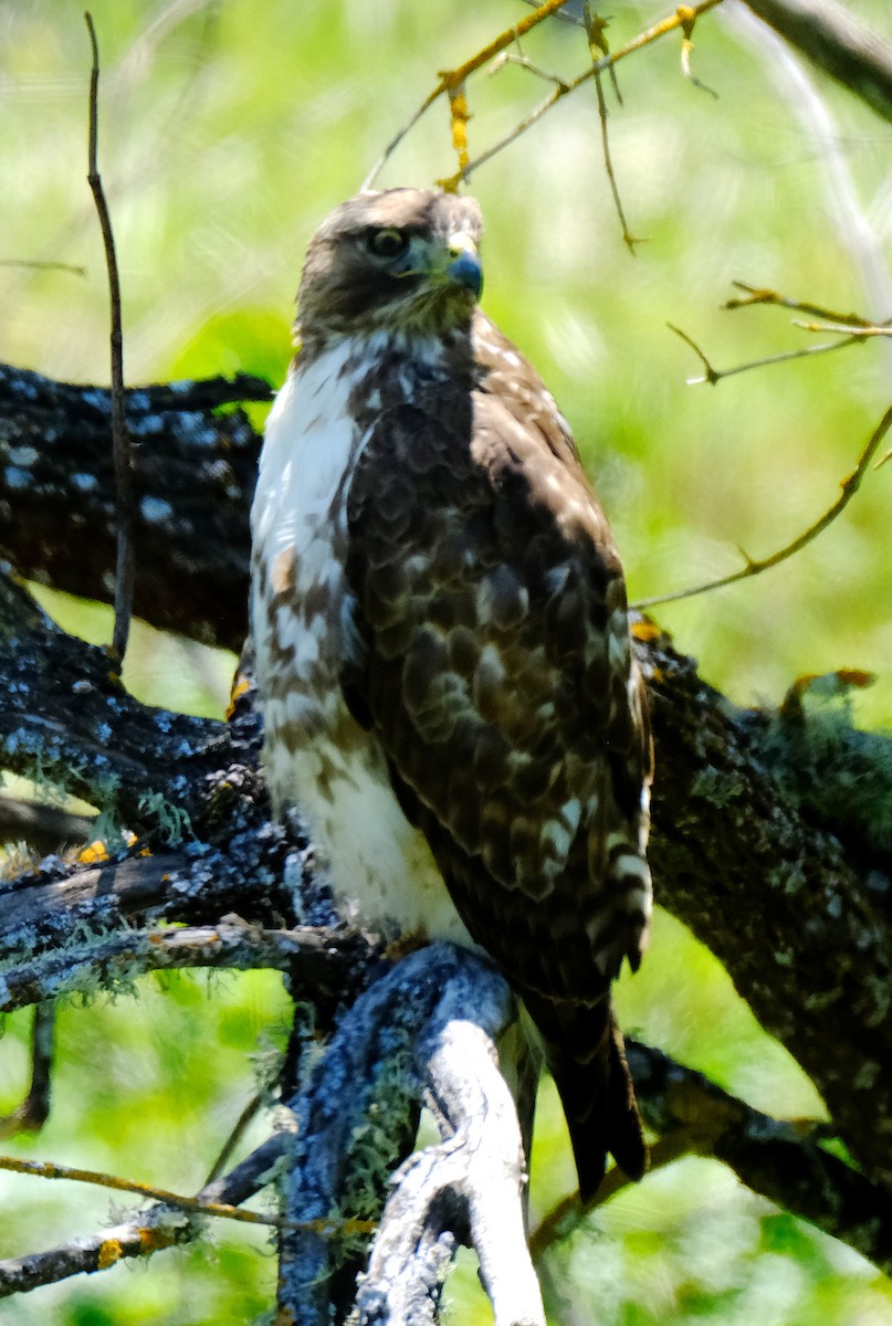 Red-tailed Hawk - ML570906721