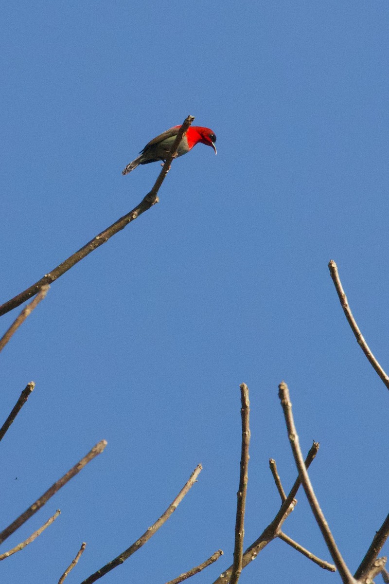 Crimson Sunbird - ML570917611