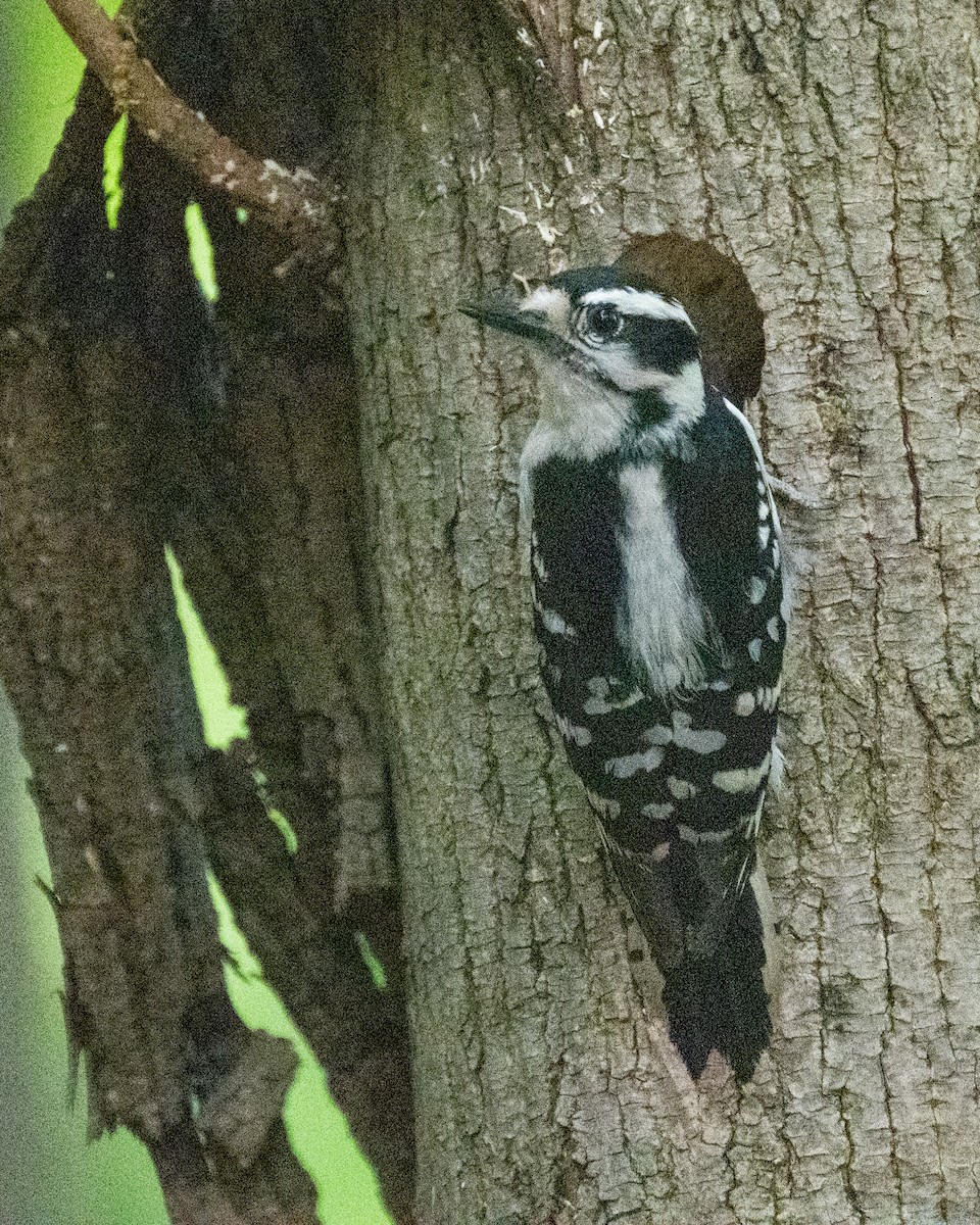 Downy Woodpecker - ML570920181
