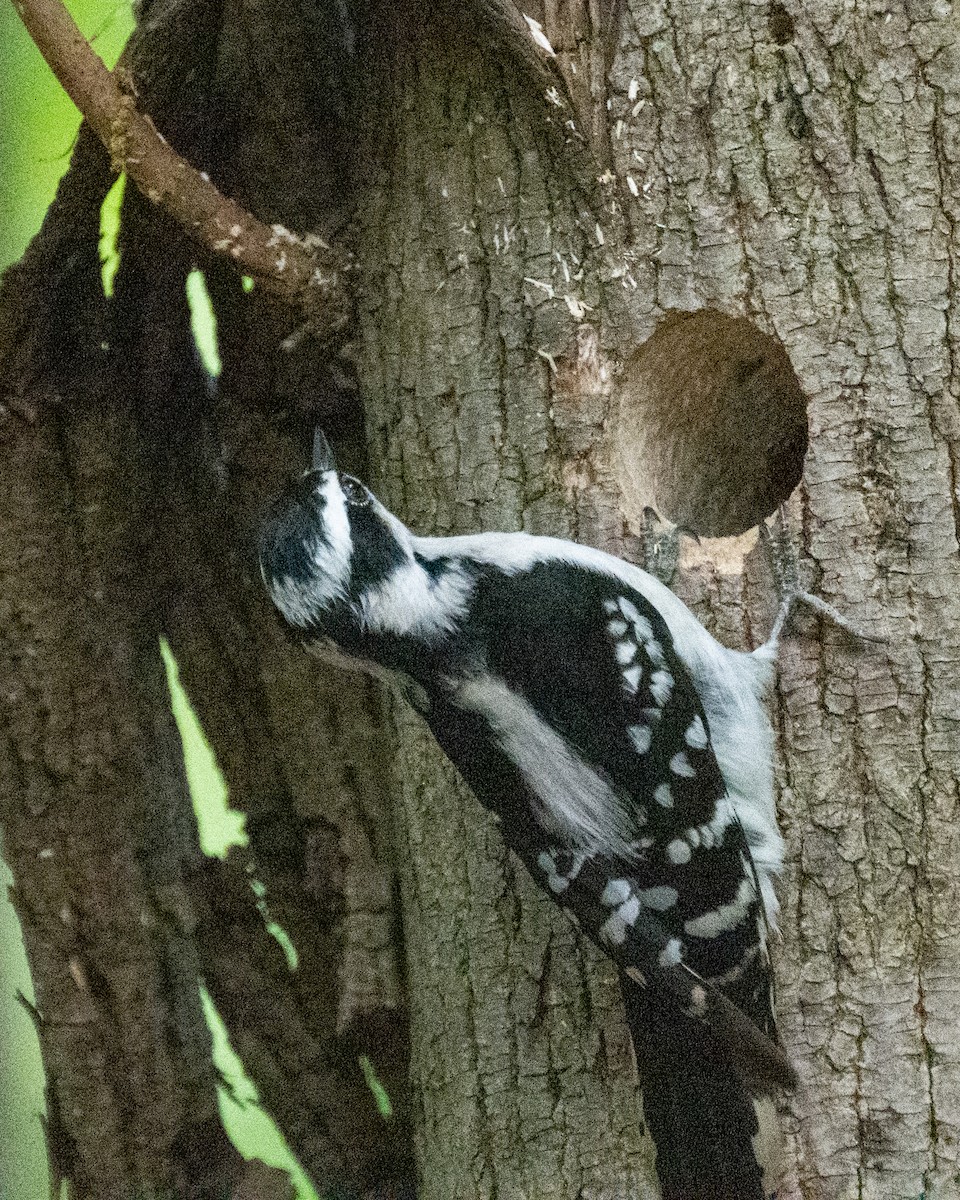Downy Woodpecker - ML570920211
