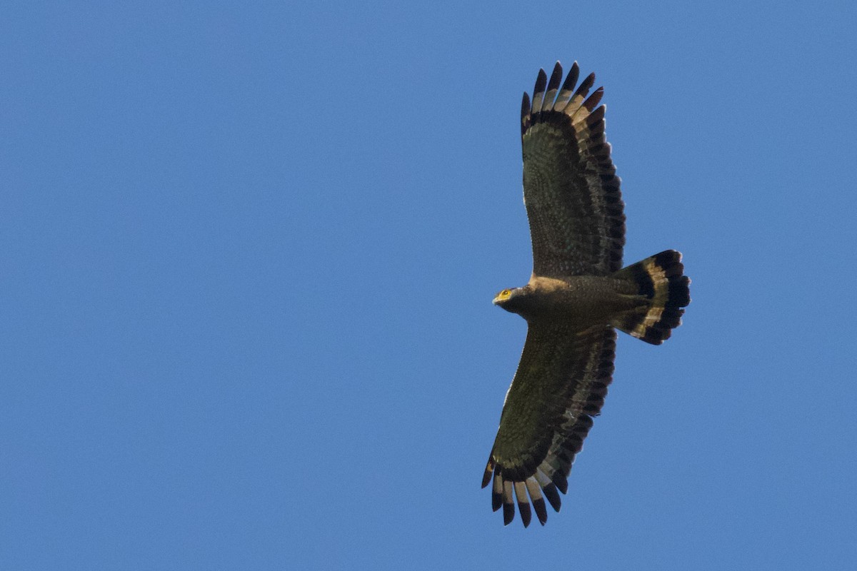 Crested Serpent-Eagle - ML570921711