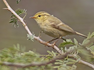  - Brooks's Leaf Warbler