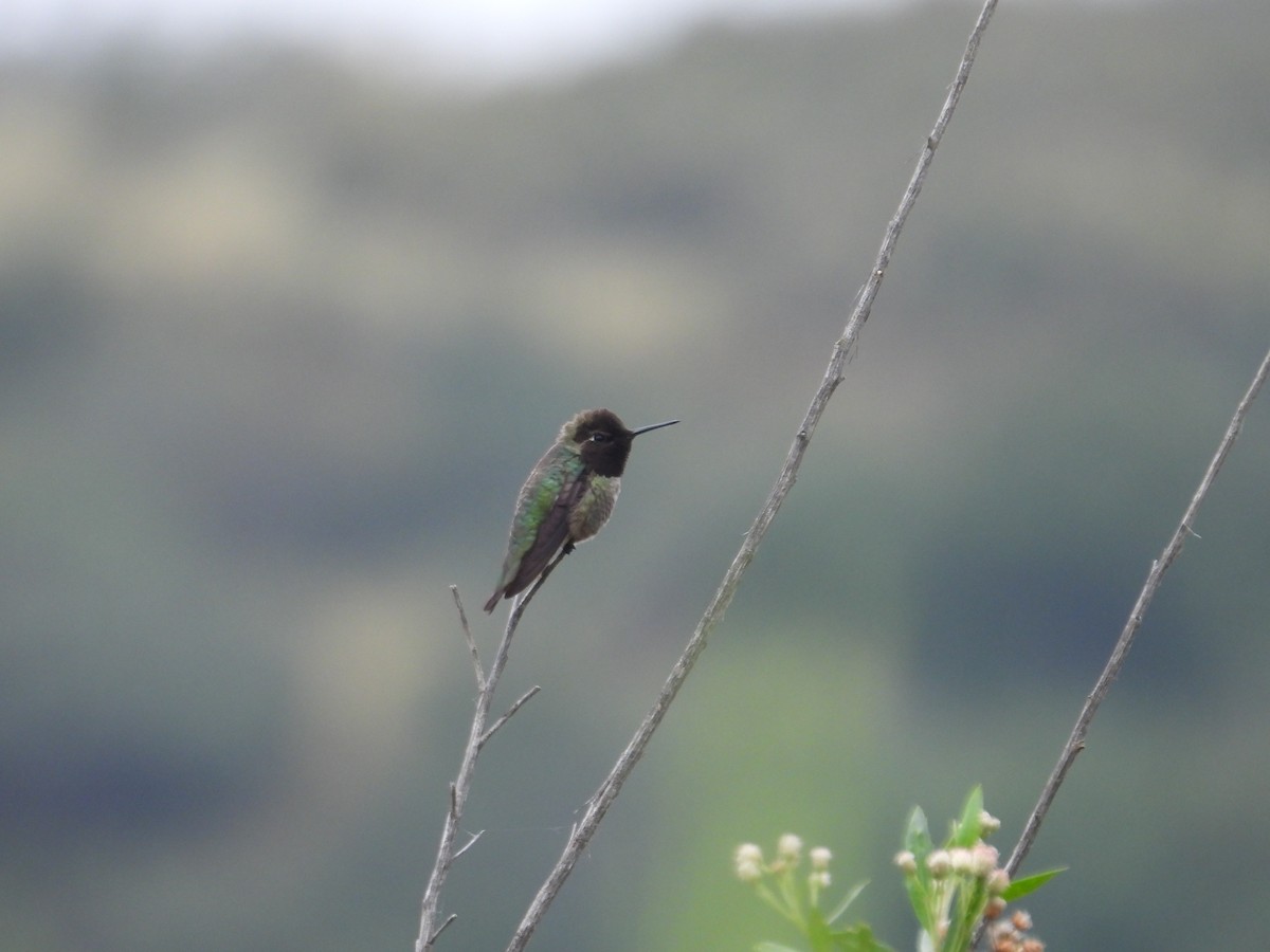 Anna's Hummingbird - Juan Ramírez
