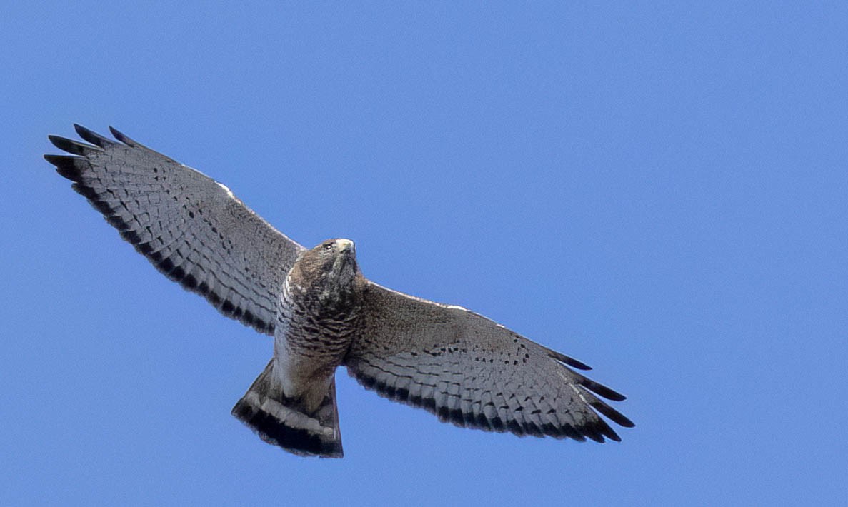 Broad-winged Hawk - Tara Plum