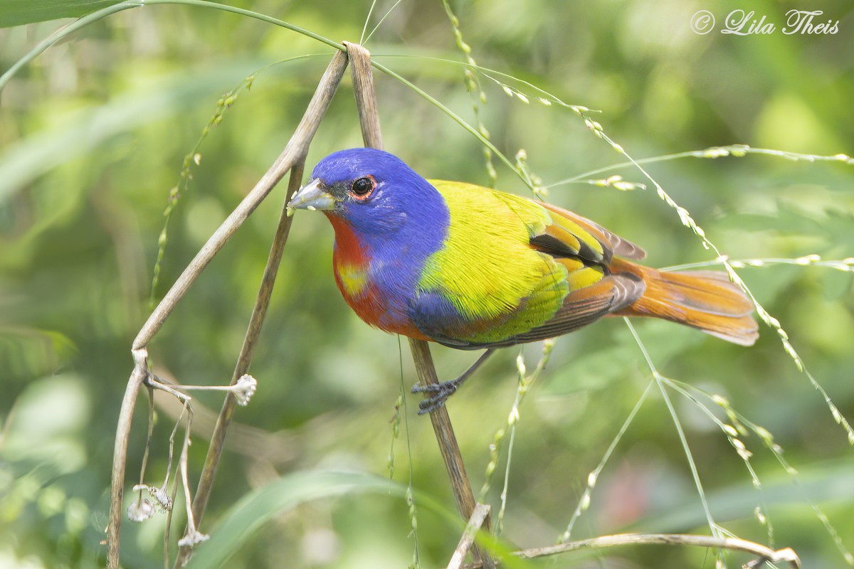 Painted Bunting - ML570925241