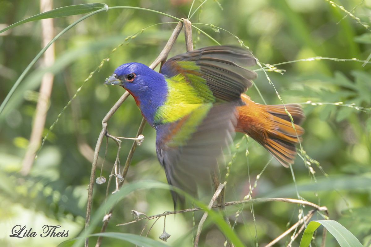 Painted Bunting - ML570925251