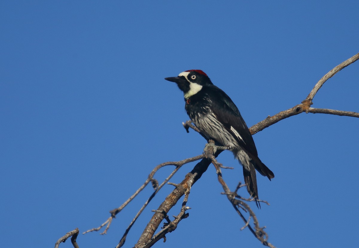 Acorn Woodpecker - ML57092911