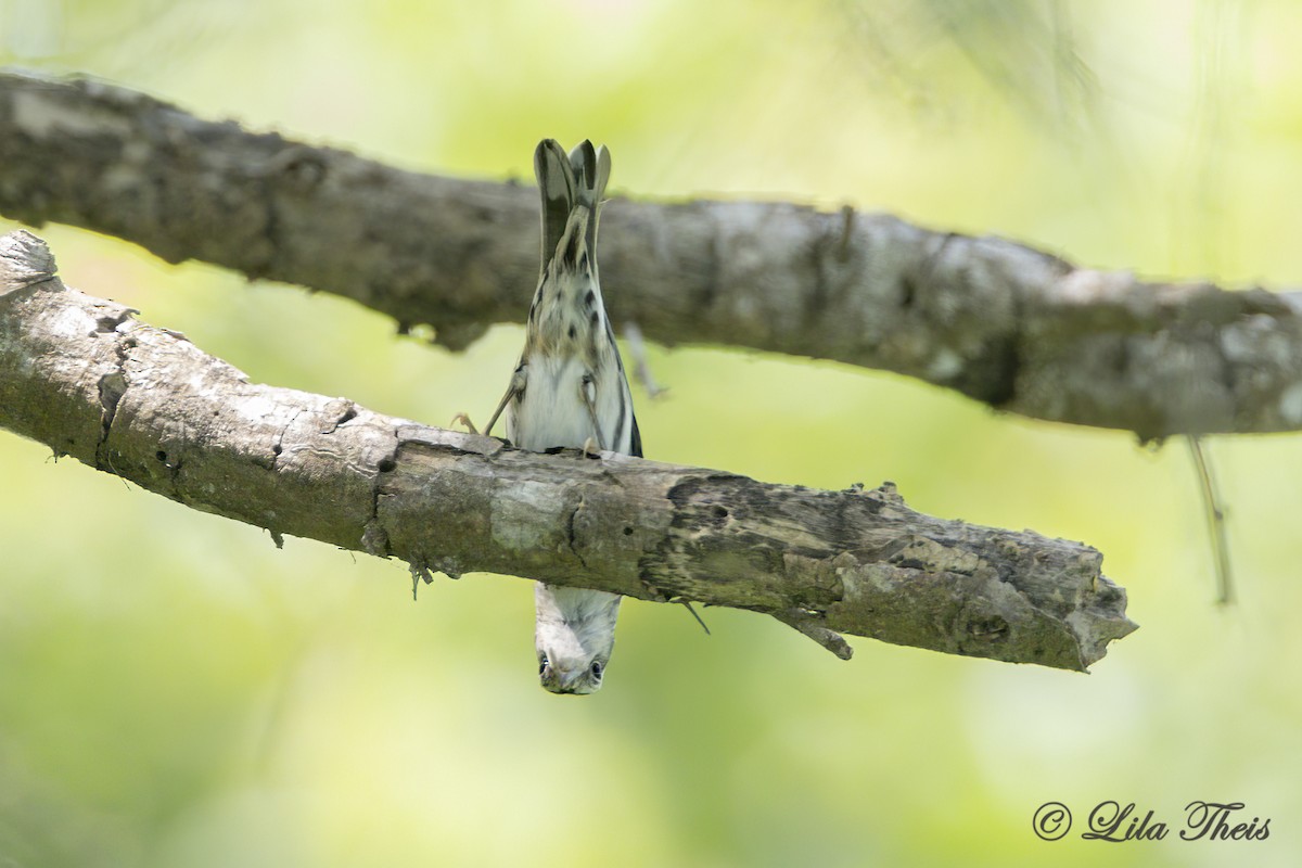 Black-and-white Warbler - ML570929741