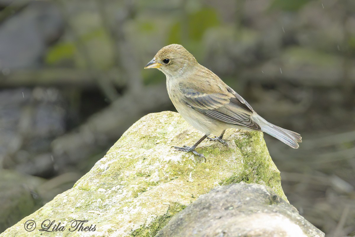 Indigo Bunting - ML570931151