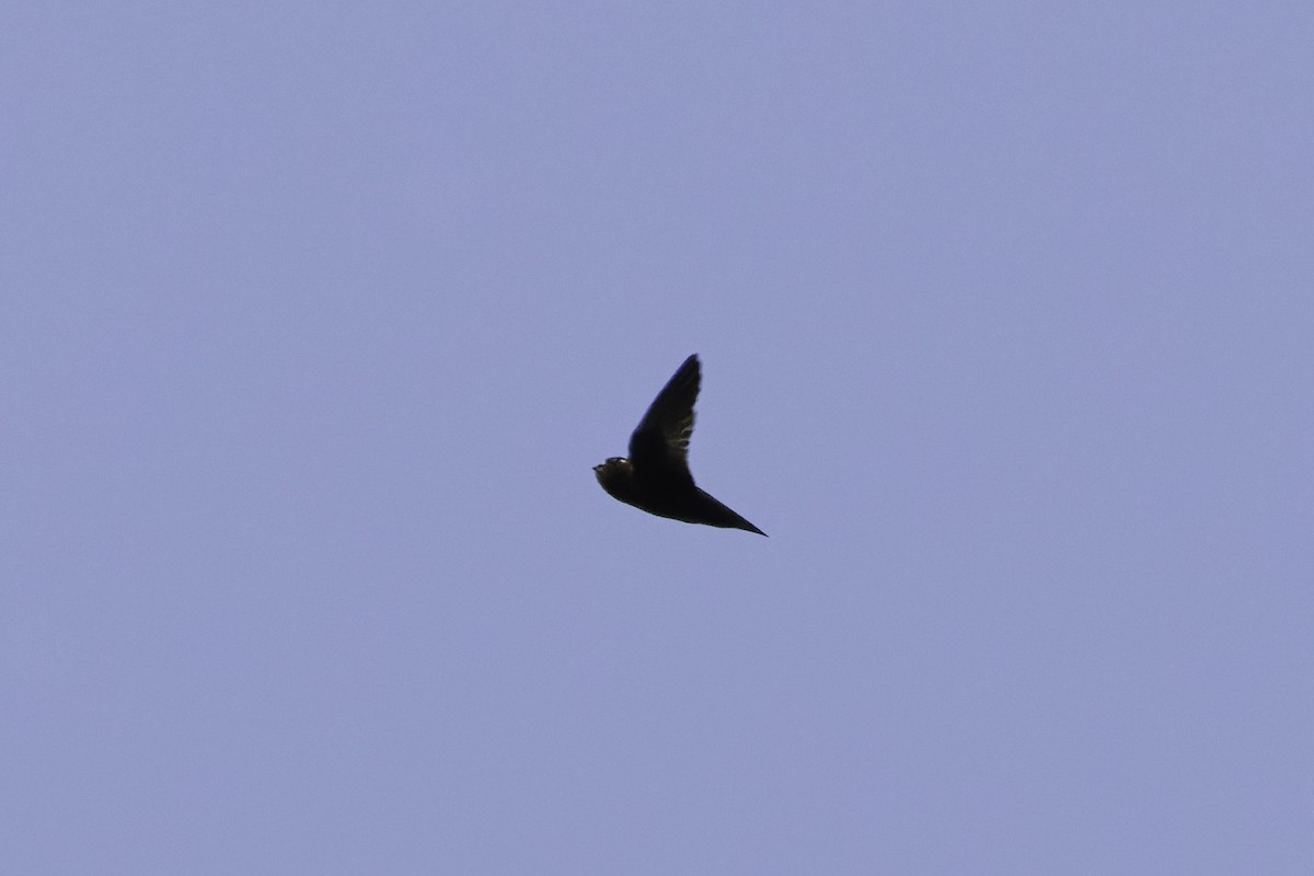 Spot-fronted Swift - ML570931181