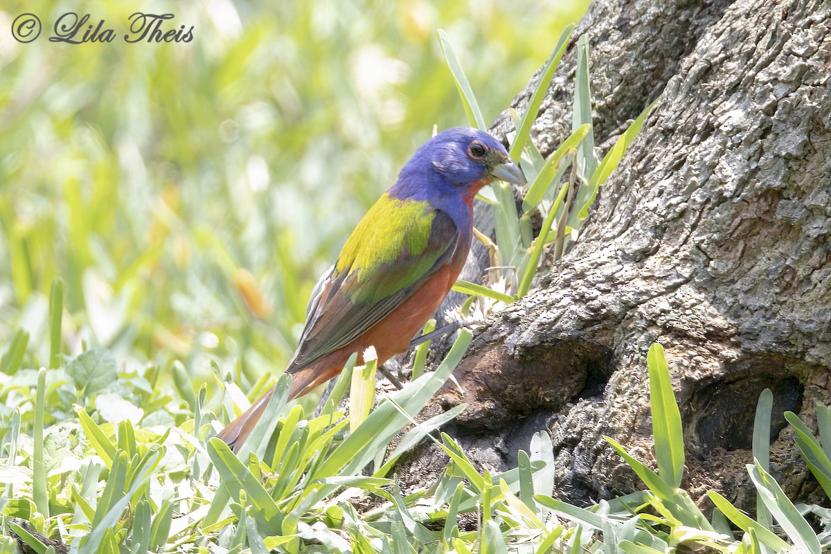 Painted Bunting - ML570931561