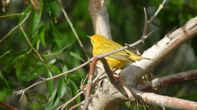 Yellow Warbler - ML570933111