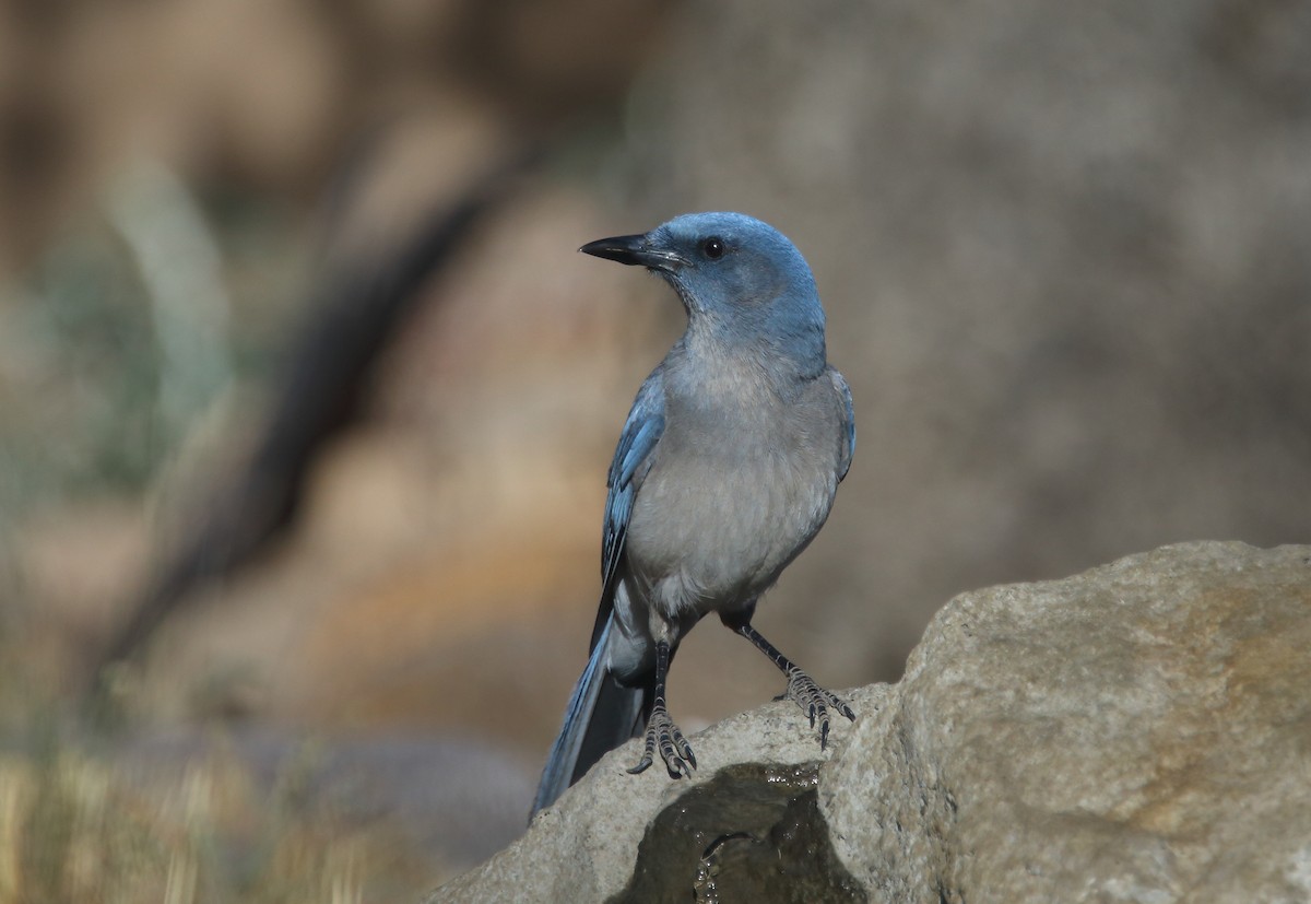 Mexican Jay - ML57093391